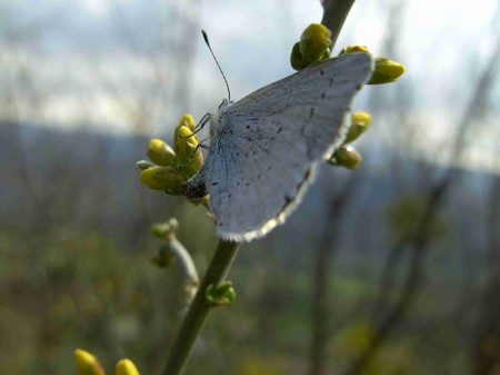 azuré de la faucille